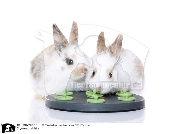 2 young rabbits / RR-78305