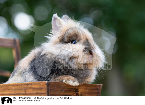 Lwenmhnenzwerg / lion-headed dwarf rabbit / JEG-01936