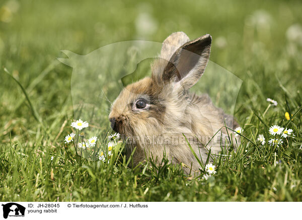 Kaninchenbaby / young rabbit / JH-28045