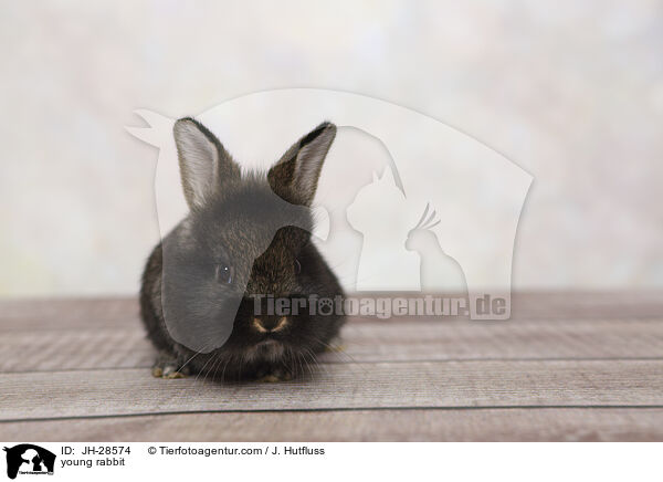 Kaninchenbaby / young rabbit / JH-28574