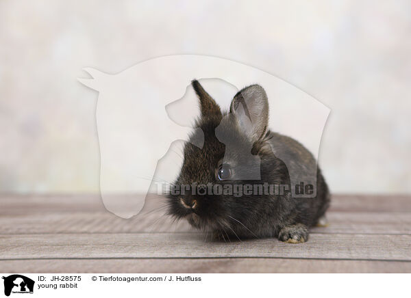 Kaninchenbaby / young rabbit / JH-28575