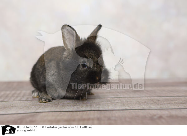 Kaninchenbaby / young rabbit / JH-28577