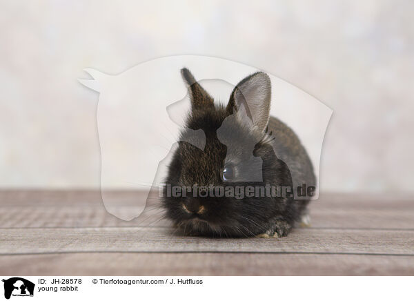 Kaninchenbaby / young rabbit / JH-28578