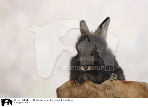 Kaninchenbaby / young rabbit / JH-28582