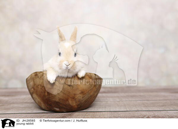 Kaninchenbaby / young rabbit / JH-28585