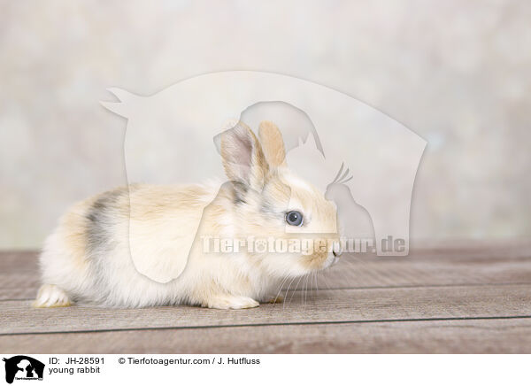 Kaninchenbaby / young rabbit / JH-28591