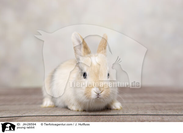Kaninchenbaby / young rabbit / JH-28594