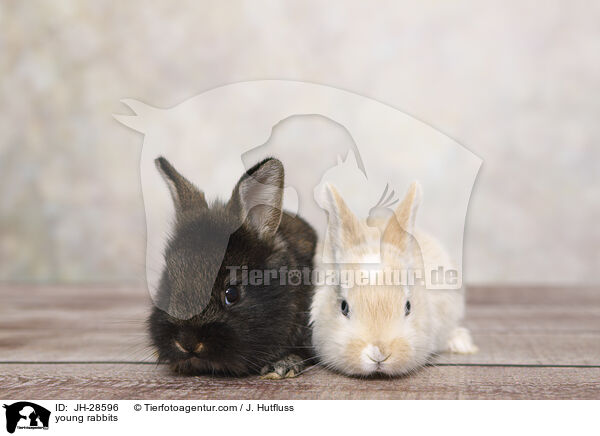 Kaninchenbabys / young rabbits / JH-28596