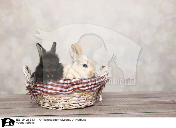Kaninchenbabys / young rabbits / JH-28613