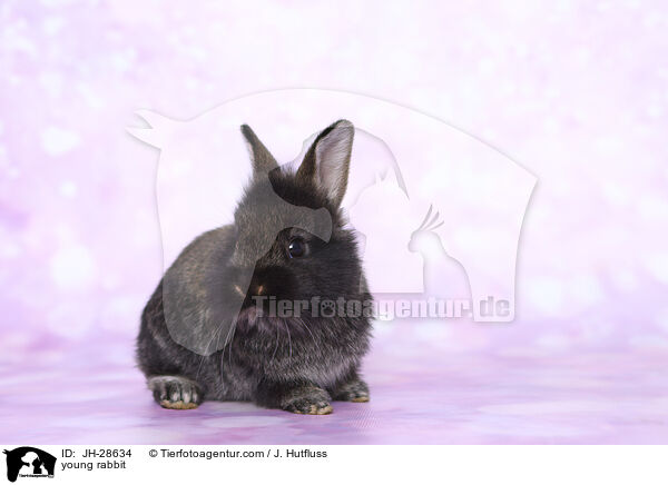Kaninchenbaby / young rabbit / JH-28634