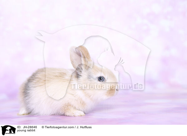 Kaninchenbaby / young rabbit / JH-28646