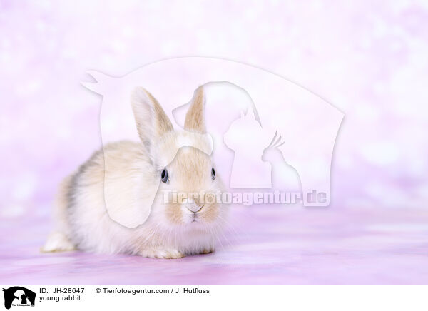 Kaninchenbaby / young rabbit / JH-28647