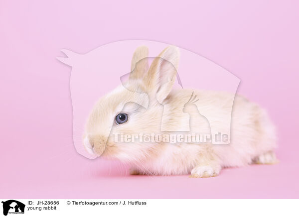 Kaninchenbaby / young rabbit / JH-28656