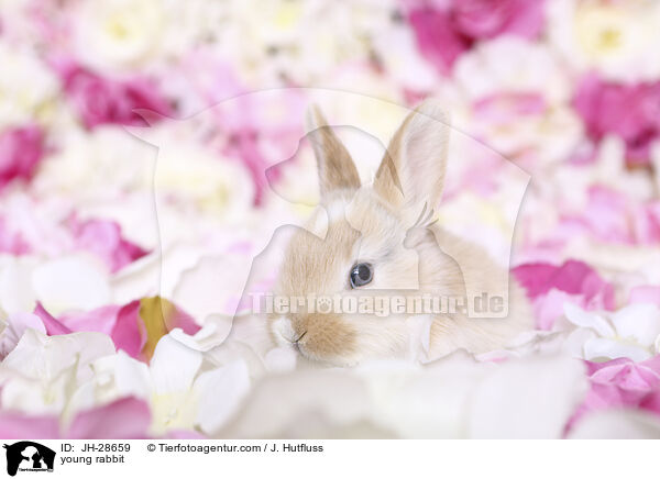 Kaninchenbaby / young rabbit / JH-28659