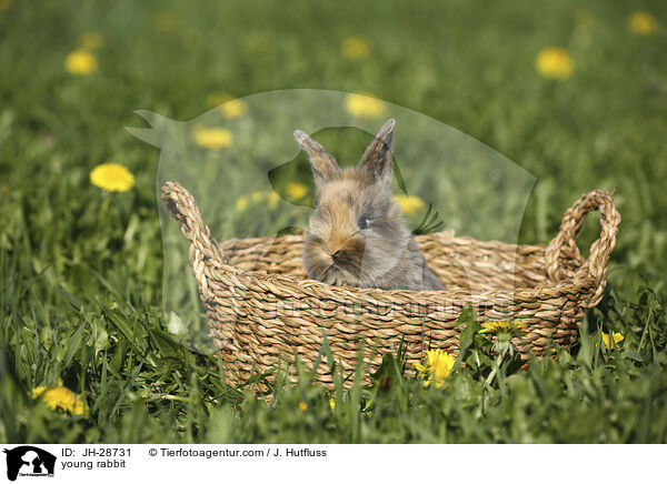Kaninchenbaby / young rabbit / JH-28731