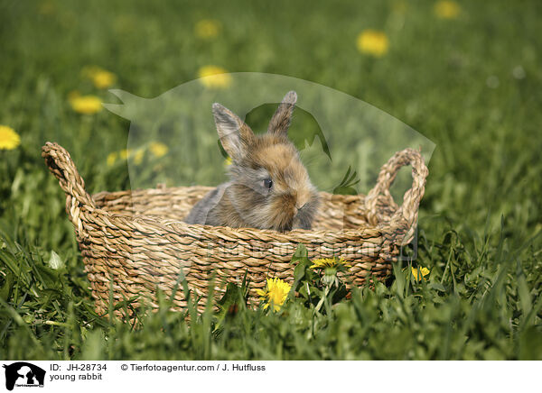 Kaninchenbaby / young rabbit / JH-28734