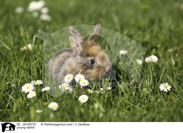 young rabbit / JH-28737