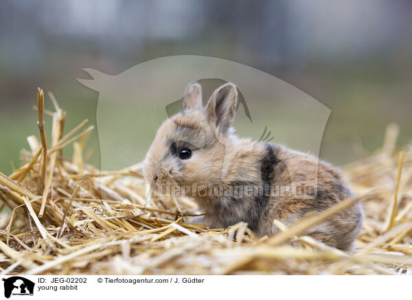 junges Kaninchen / young rabbit / JEG-02202