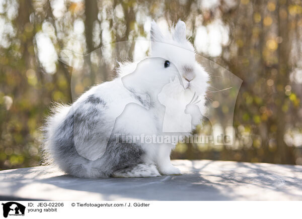 junges Kaninchen / young rabbit / JEG-02206