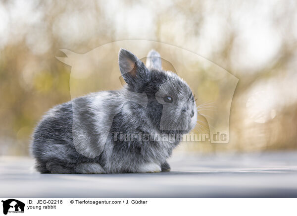 junges Kaninchen / young rabbit / JEG-02216