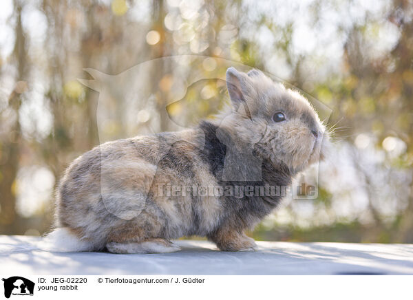 young rabbit / JEG-02220