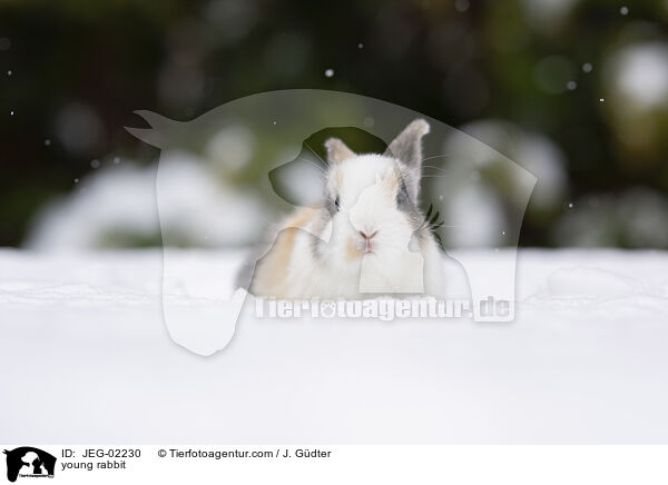junges Kaninchen / young rabbit / JEG-02230