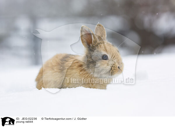 young rabbit / JEG-02236