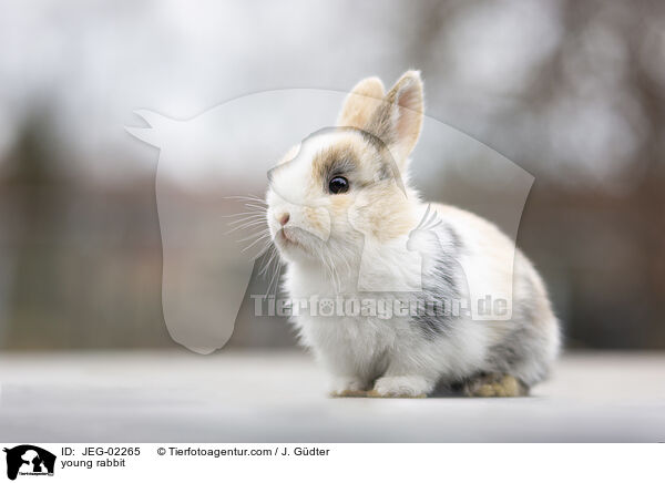 young rabbit / JEG-02265