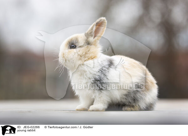 junges Kaninchen / young rabbit / JEG-02266