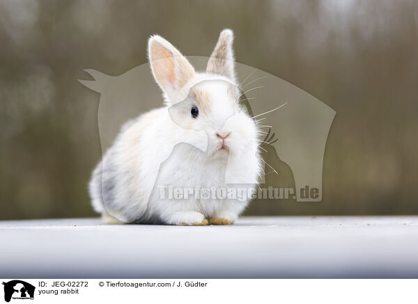 young rabbit / JEG-02272