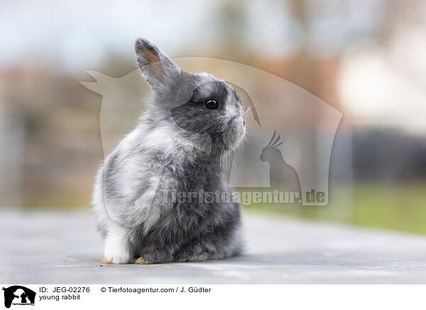 young rabbit / JEG-02276