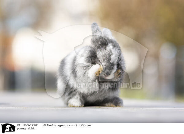 young rabbit / JEG-02281