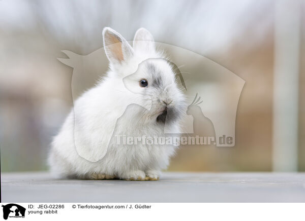 young rabbit / JEG-02286