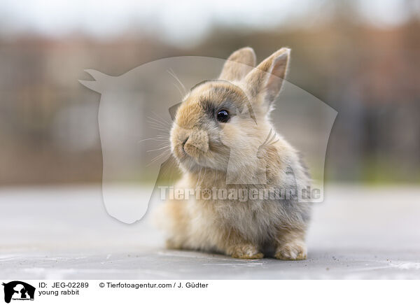 young rabbit / JEG-02289