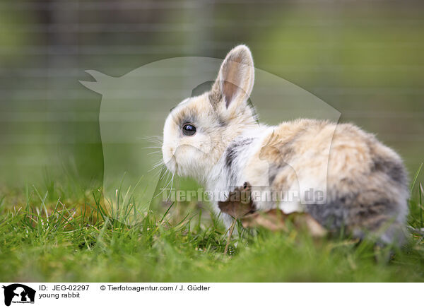 junges Kaninchen / young rabbit / JEG-02297