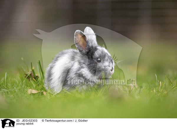 junges Kaninchen / young rabbit / JEG-02303
