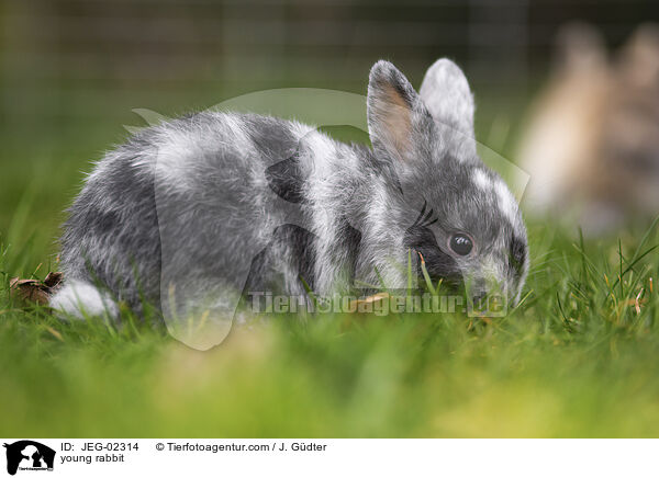 young rabbit / JEG-02314