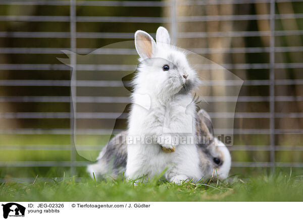 young rabbits / JEG-02326