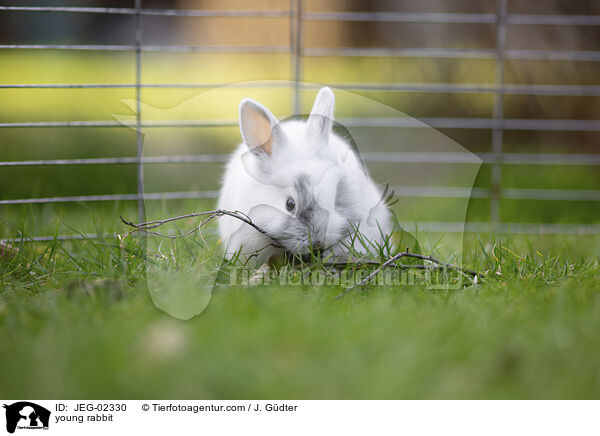 young rabbit / JEG-02330