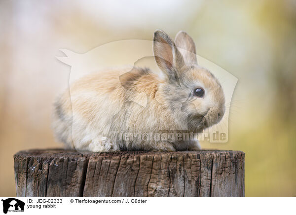junges Kaninchen / young rabbit / JEG-02333