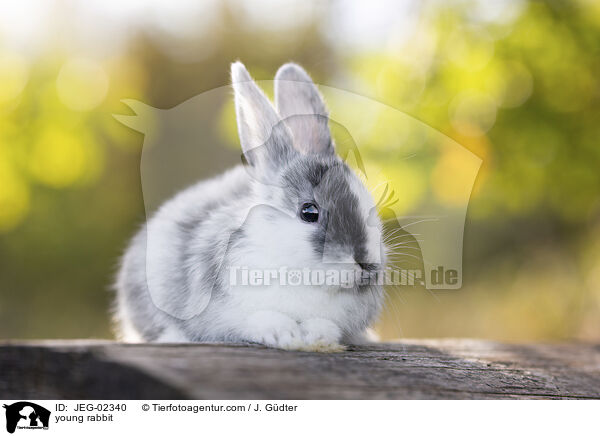 young rabbit / JEG-02340