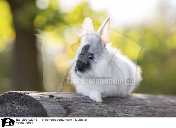 young rabbit / JEG-02345