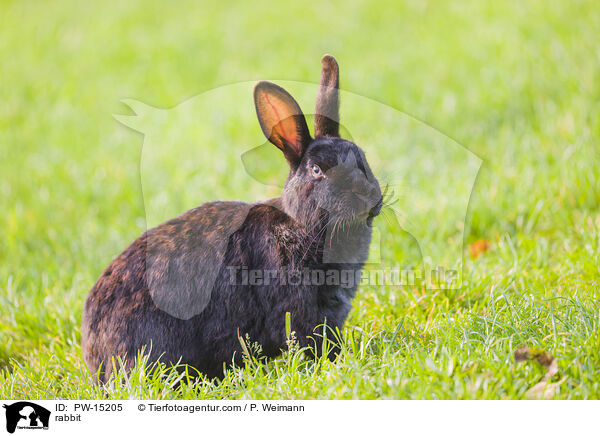 Kaninchen / rabbit / PW-15205