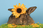 brown bunny with flower