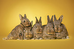 5 young rabbits