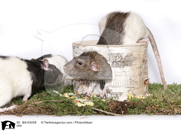 rats / BS-03058