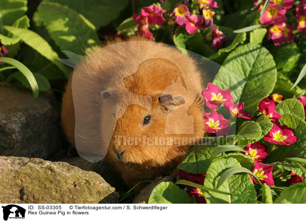 Rex Rassemeerschwein in Blumen / Rex Guinea Pig in flowers / SS-03305