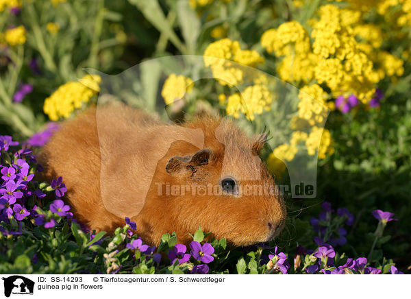 guinea pig in flowers / SS-14293
