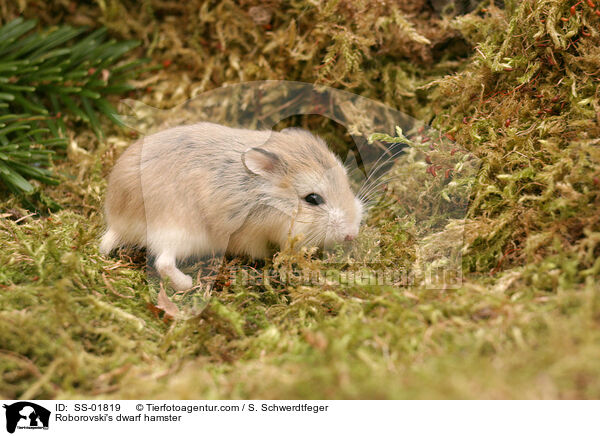 Roborowski-Zwerghamster / Roborovski's dwarf hamster / SS-01819