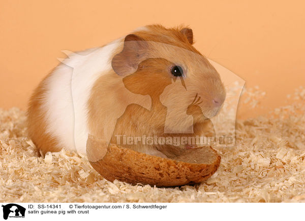 satin guinea pig with crust / SS-14341